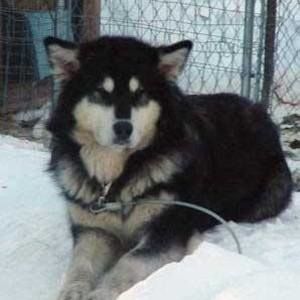 Meet your Posher, Dana